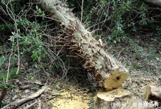 曾和紫檀齐名，古人用来造弓，如今常被砍来烧火，却不知树芯含金