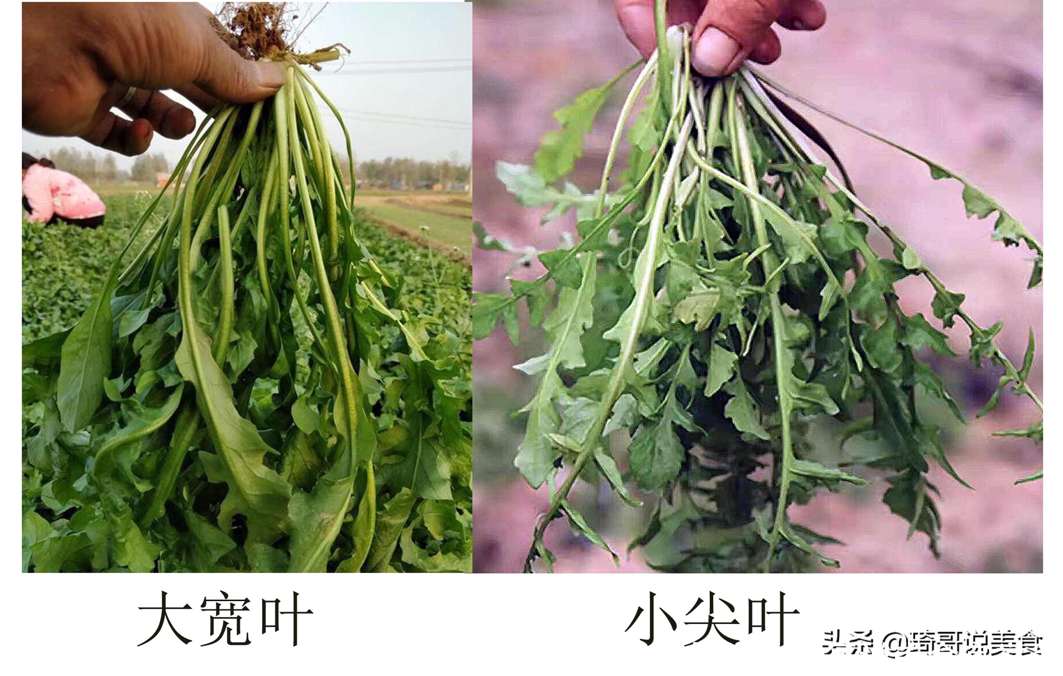  买荠菜时，要分清“小尖叶”和“大宽叶”，差别挺大，买错不好吃