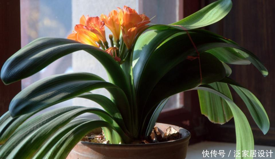 土壤|“翩翩”君子兰总是烂根土壤里撒点“它”,肉根白胖不腐烂