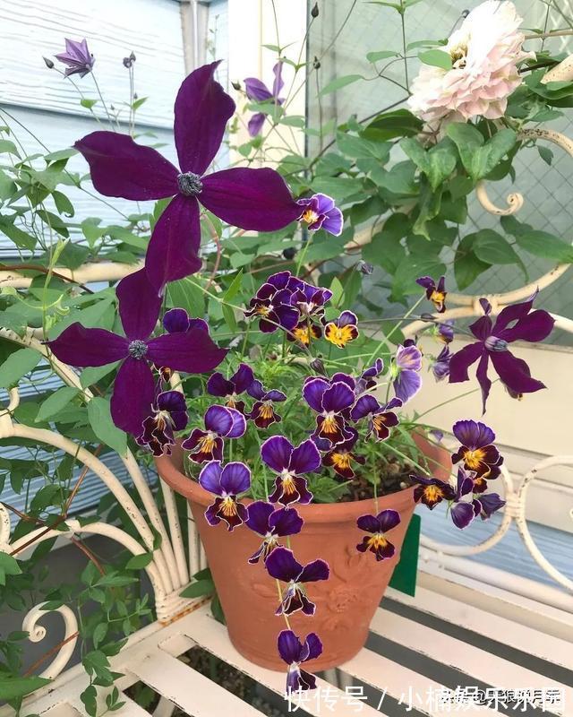 毛地黄|小空间花园打造指南丨四季开花不断，她是怎么做到的？