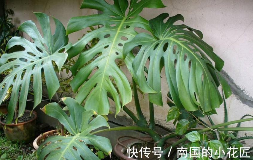 花友|家庭盆栽的龟背竹,看着精神萎靡、瘦瘦小小?有3处做错了