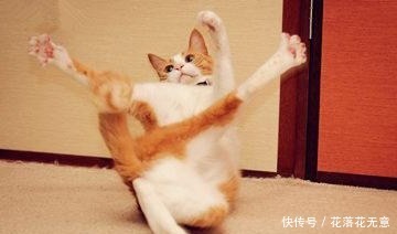 被欺负的铲屎官终于有了灭猫绝招,喵星人