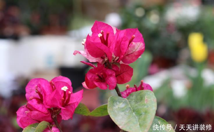 9种花开花植物,促花不能使用磷酸二氢钾,因为容易黄叶和僵苗