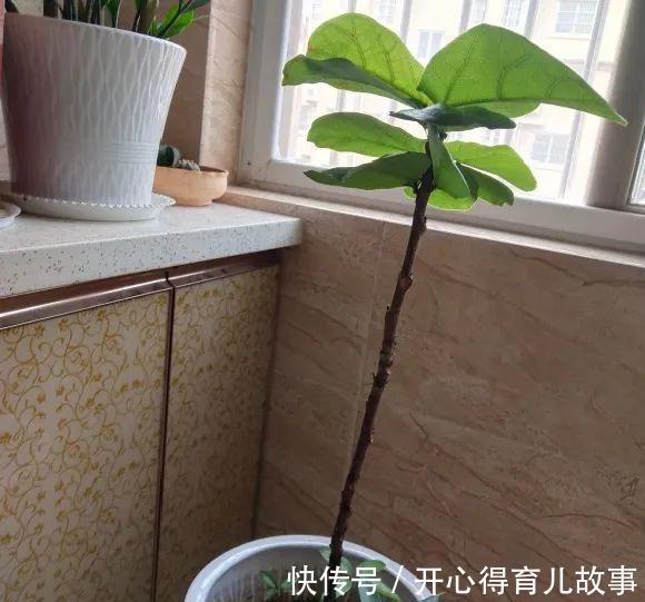 10种花，一降温就黄叶，赶紧换个地方养