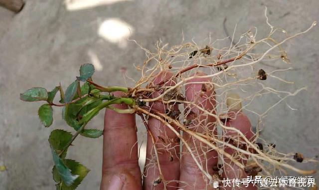 花友|玩扦插有2个难点,试试这个小方法,1月长出“大白腿”,成活高?