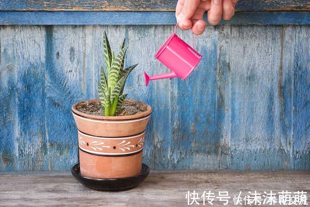 盆栽|养花不会浇水,家里再多花也会被糟蹋,新手盆栽浇水指南