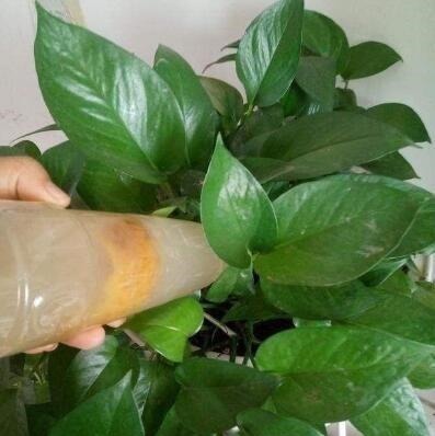 炒土豆丝|张大爷养花,一年四季用“2种水”浇花,土壤疏松肥沃、养啥都旺