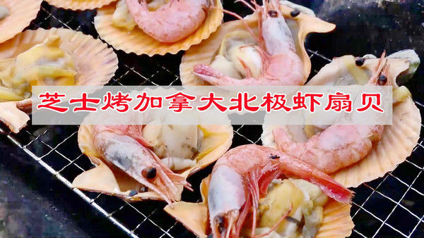 北极虾|芝士烤加拿大北极虾扇贝