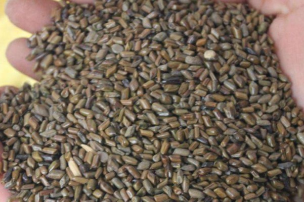 荔枝|养肝就是保命！常吃4种保肝护肝的食物，增强免疫力，身体更健康