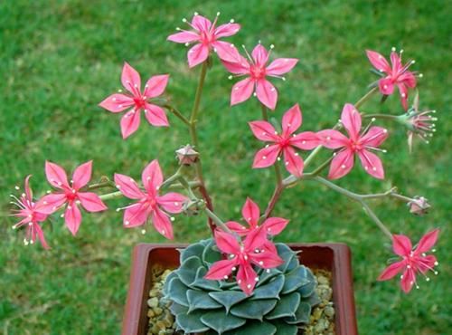 此款冷门多肉，开花鲜艳漂亮，人称“花仙子”，养过的人不多