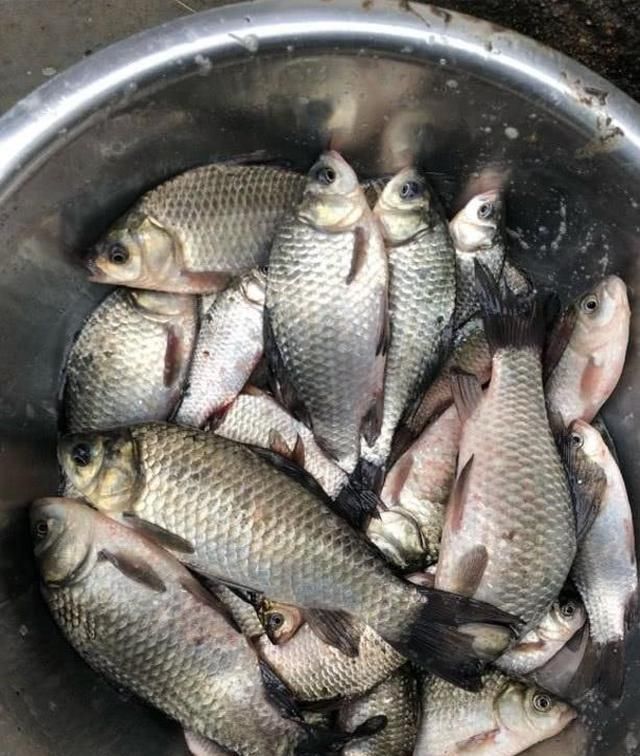 这3个春钓技巧专攻水底大板鲫，5分钟就能学会，钓一次就上瘾