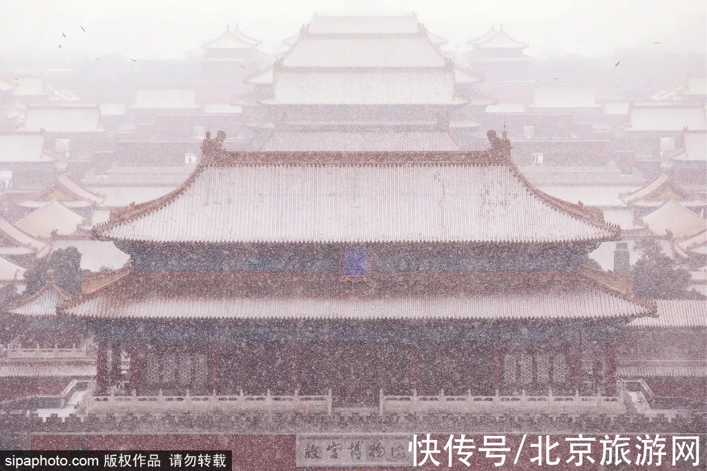 一夜之间|来啦！多图带你看紫禁城瑞雪，还有卖萌的熊猫、嬉戏的老虎~