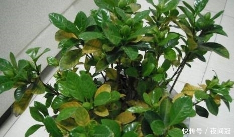 叶子|盆栽叶子发黄?浇水时加2滴这东西,很快就能变的绿意盎然