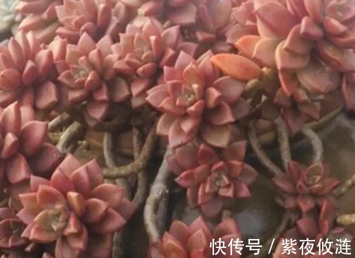 姬胧月|9种口碑非常好的多肉,易养护,出状态又仙又美