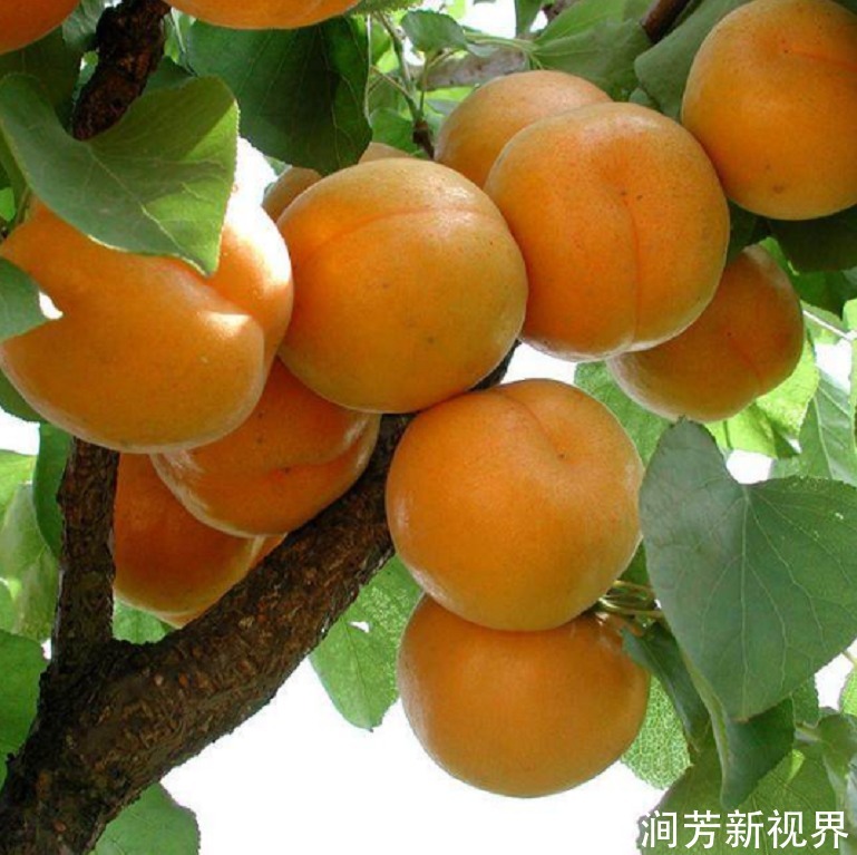 孩子|那5种水果最好不要让孩子吃,可能会损害孩子健康,家长要留个心