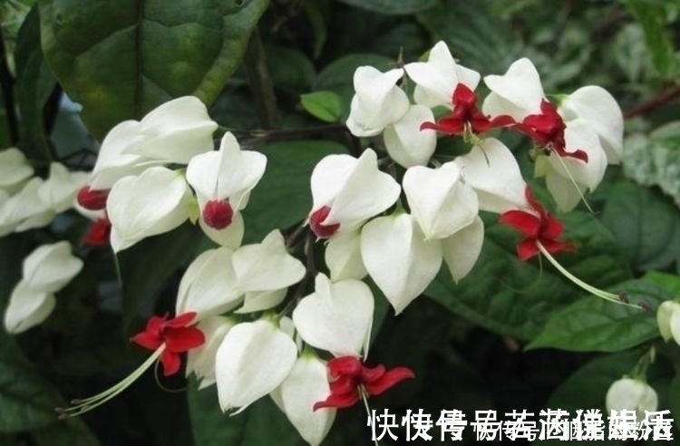 大丽花|4种“高颜值花”,华贵漂亮,花开富贵、第一种已经被迷住了!