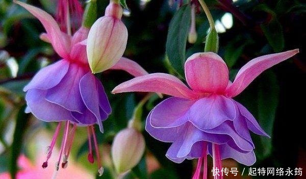 养花|路边捡一把扔到花盆里,土壤肥的流油,根壮不腐烂,3年不用换土