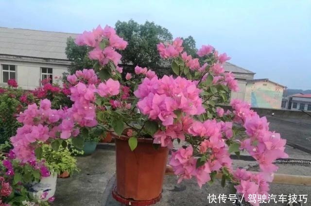 这8种懒人花,花期长,好看又好养!这8种懒人花,花期长,好看又好养!