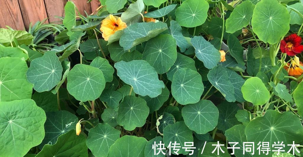 虫害|养花没虫害不是梦，花盆土面撒上它，虫害去无踪