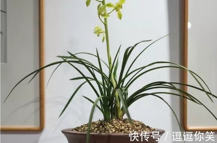 兰花|价值700万元的素荷,堪称花中极品,为何如此珍贵?一起来看看