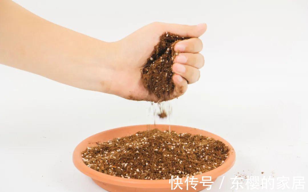 换盆时机到了,有这花赶紧换,换完立马疯长!