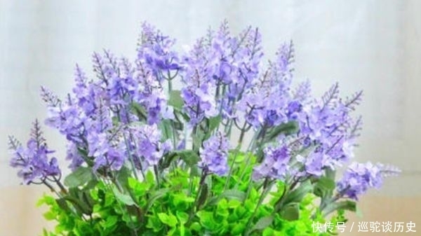 蚊子惹不起的4种花,不仅可以净化空气,还长势十分旺盛!