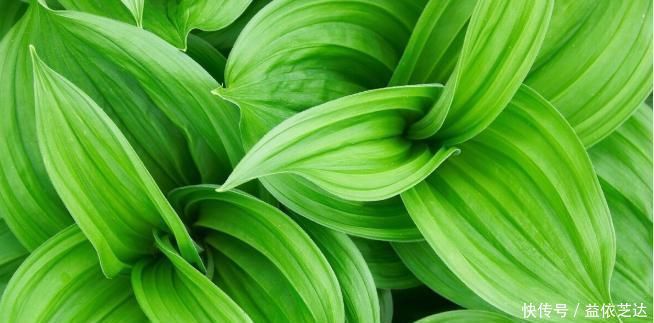 中医|有一味剧毒的中药材,在古代是家家有,和参类中药是“仇家”