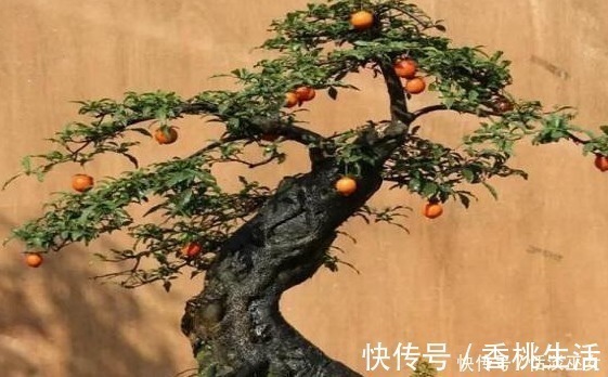 果肉|此种花养成老桩可卖高价,不用花钱买,只需一点果肉,就能存活!