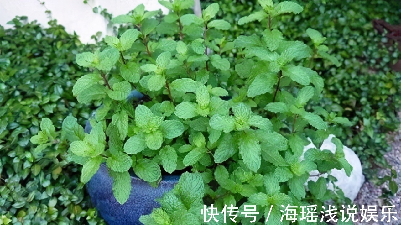 邻居的院子夏日几乎没“蚊虫”，原来是因为养了3种花，我也要养