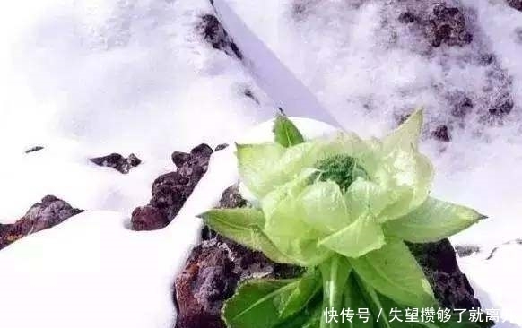 塔身|难得一见的天山雪莲，五年一开花，美得就像童话！