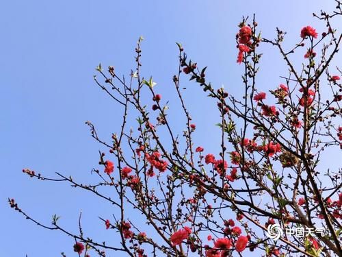 恭城春暖花开美如画