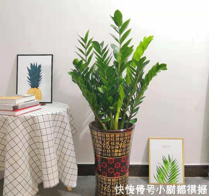 寓意|五种“吉祥花”,建议养一盆,不仅寓意好,还利于健康