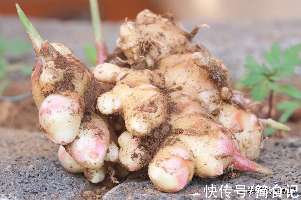 芋头|食物发芽后,还能不能吃?营养师:这7种不但能吃,有的还是宝藏