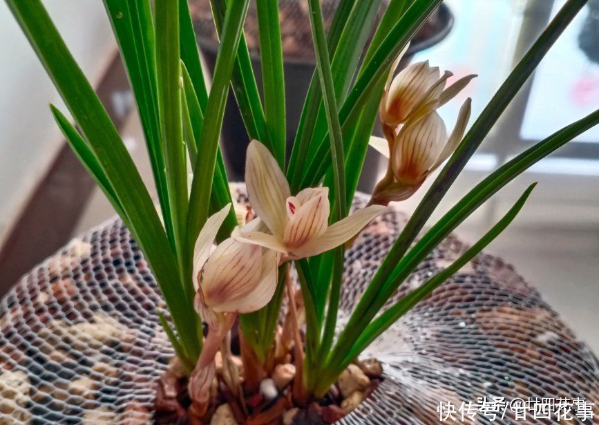 病虫害|6种情况,要给兰花翻盆,第1是“例行体检”,后2种建议忍耐一下
