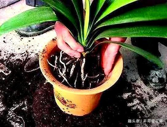 什么花生壳、瓜子皮都不如“两种肥”，拿来养君子兰，叶绿花更旺