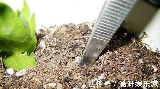 生根|扦插“蟹爪兰”，生根后快“挪窝”，挪一棵爆一盆