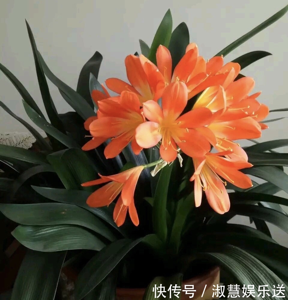 网格|君子兰吃点“大补肥”,蹭蹭直冒“网格叶”,根系就像大白菜