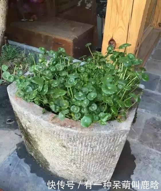 邻居捡破烂养花，全家都反对，栽上花后都笑了！