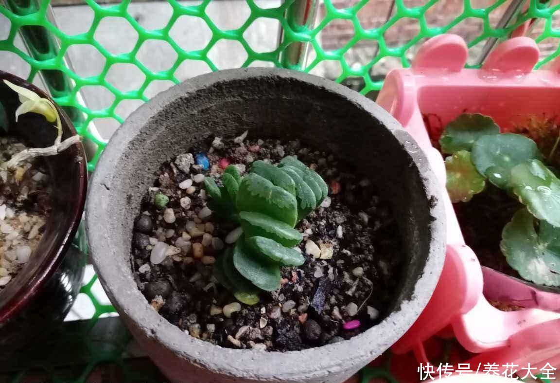 飞虫|夏天养花杀虫大法，简单易上手，从此花虫去无踪