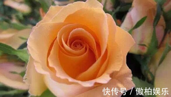 家养养玫瑰选“假日公主”花“橙子色”身不带刺，养上超值！