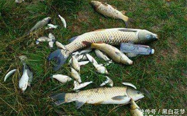 钓鱼技巧:搓饵和拉饵的应用技巧,饵料状态用得好,咬钩量会翻倍