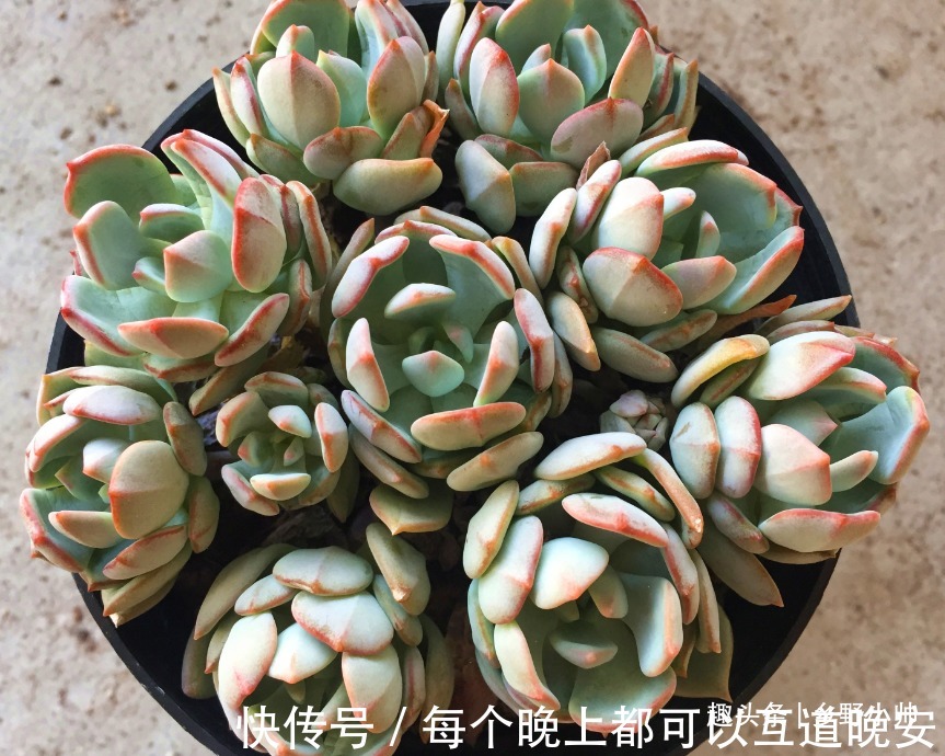多肉一次浇多少水合适“干透浇透”坑了多少人,看完这些才明白