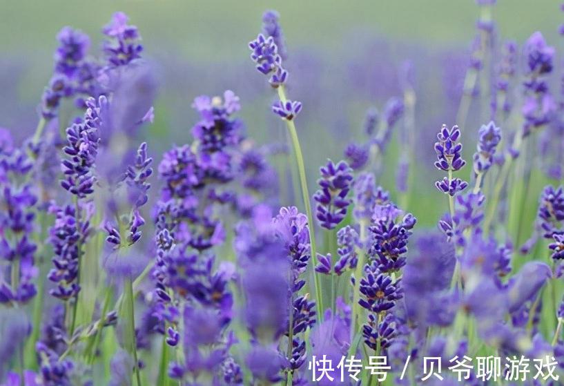 这5种花,纯正的紫罗兰色,天然又纯粹,太美了