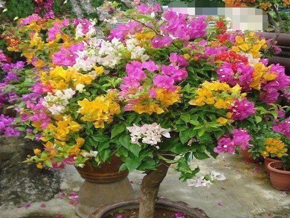 杜鹃花|家里养上“3种花”,从年头“香”到年尾,阳台变花海,太美了