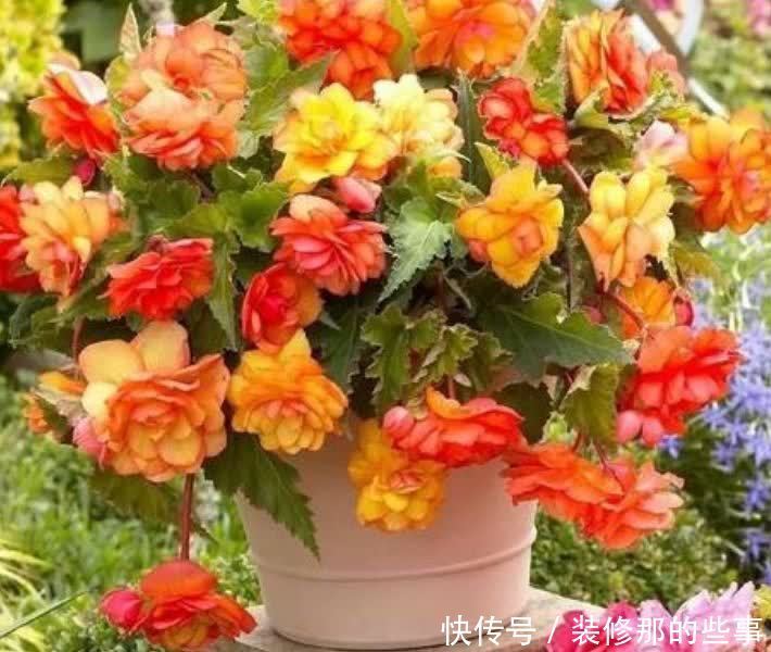 4种花漂亮又好养,比牡丹好看,开花一串串,阳台变成瀑布花海!