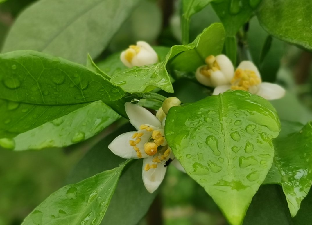 上游?夜雨丨|上游?夜雨丨赵瑜：在丛林 感受一朵蘑菇的高度（外一首）