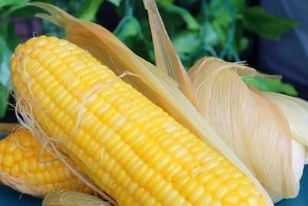 玉米吃不完难储存?别直接冻,教你一招,久放也软糯鲜甜,真实用