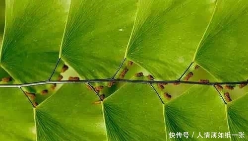 神“造”般的植物奇景,仿佛画作精品,小编已深深着迷!