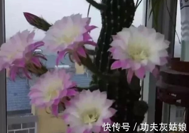 8种多肉皮实又好养,开花超级美丽,总有一种是你喜欢的