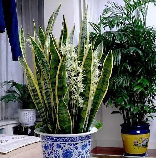 春羽|种健康花，家里养一盆，格调高寿命长，干净，健康，运气好